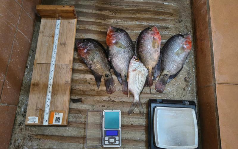 Realizan monitoreo biológico de pesca continental en Río Dulce