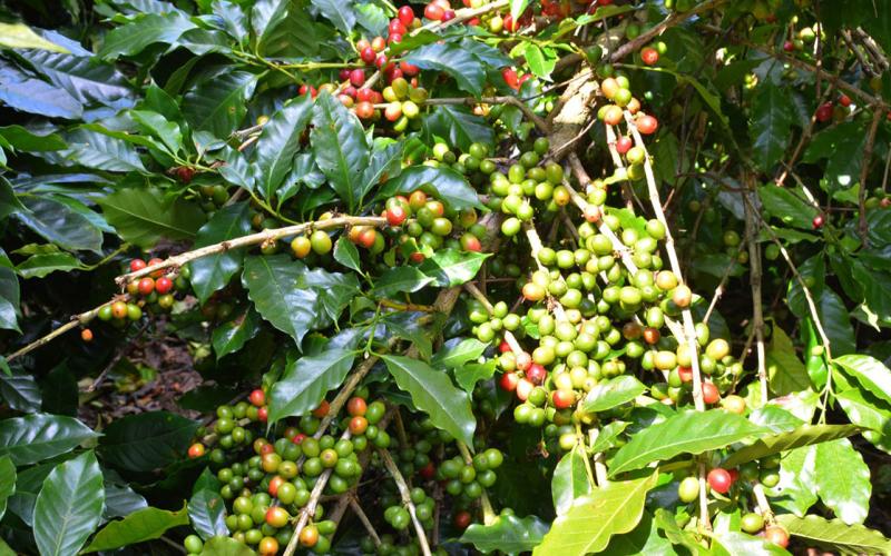 Se acerca nuevo frente frío y estas son las recomendaciones agropecuarias