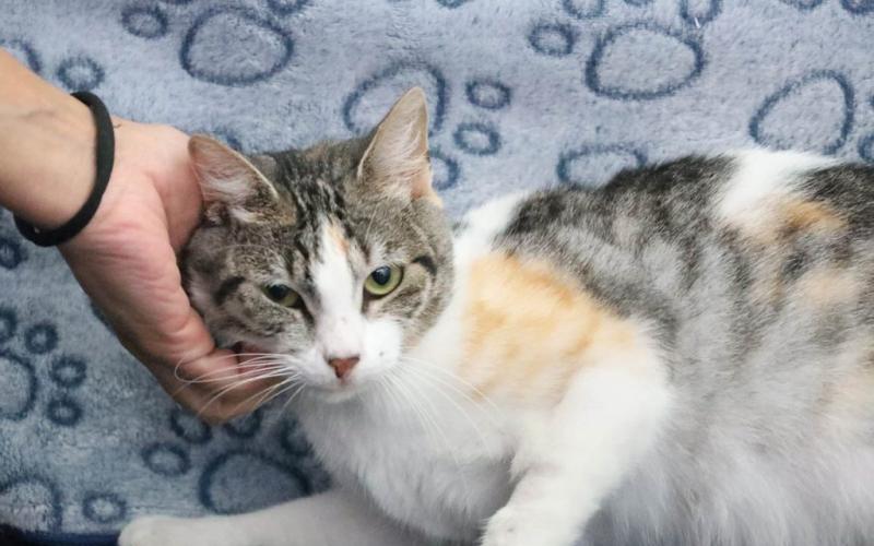 Una mascota no es un regalo, es un compromiso