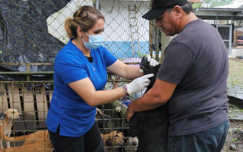 Brindan atención sanitaria a los animales resguardados en Morales, Izabal*