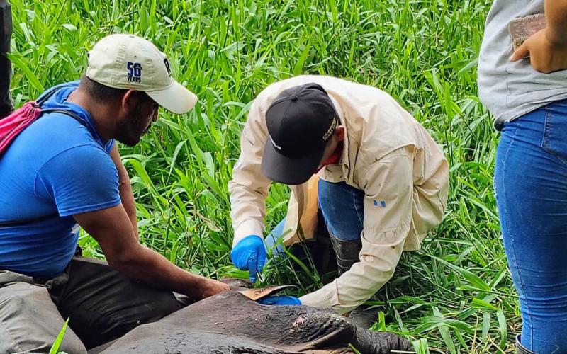 Atención inmediata en departamentos con mayor incidencia de Gusano Barrenador