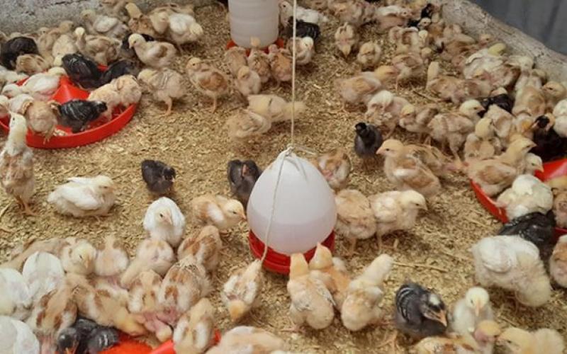 Beneficios de la crianza de pollos de engorde