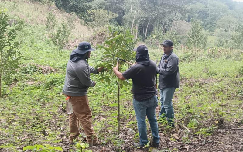 Brindan asistencia técnica en poda de cultivos frutales