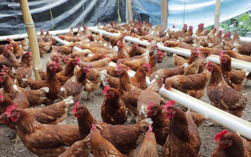 Buenas prácticas en el manejo de gallinas ponedoras
