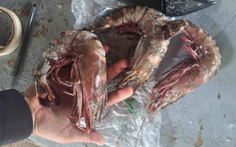 Confirman presencia de camarón tigre en Izabal