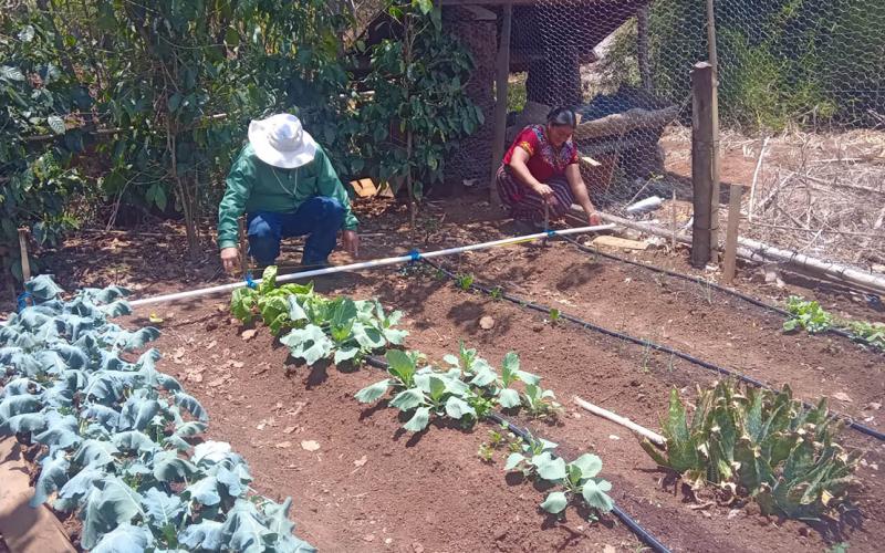 Conozca los requisitos para ser elegible al programa Alimentos por Acciones