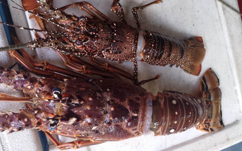 Coordinan actualización regional de datos relativos a la langosta del Caribe