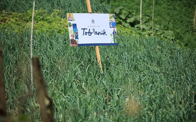 Crédito Tob’anik el impulso para quienes trabajan la tierra