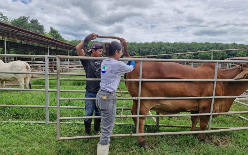 Desarrollan muestreo nacional para prevenir la brucelosis bovina