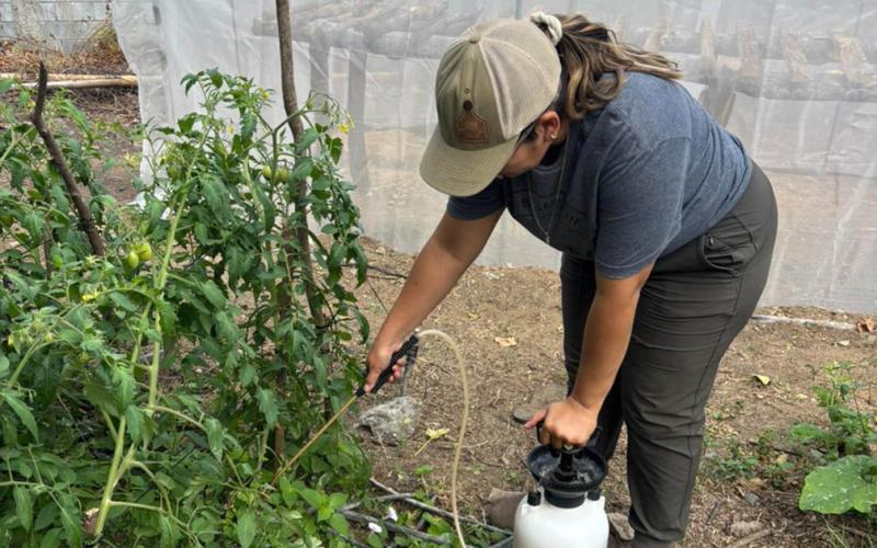 Familias zacapanecas fortalecen su economía con asistencia técnica en biofábricas y cultivos