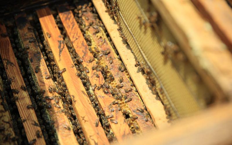 Fortalecen la producción apícola en San Marcos y Santa Rosa