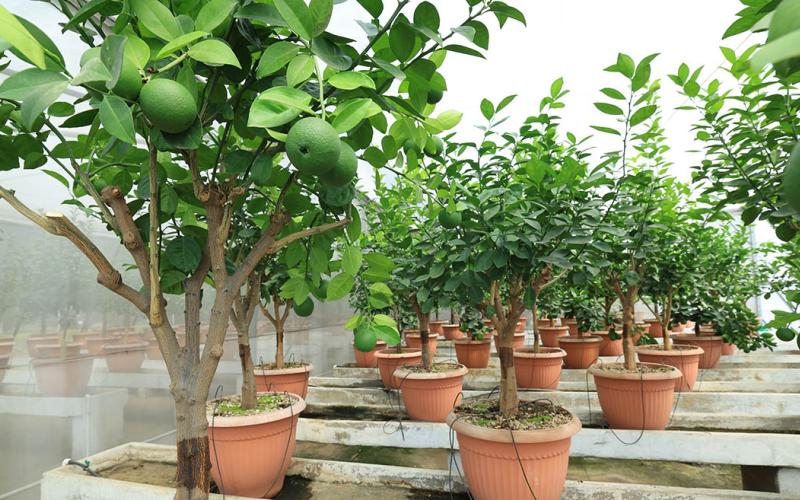 Fortalecen la sanidad citrícola con la distribución de más de 16 mil yemas sanas en 2025