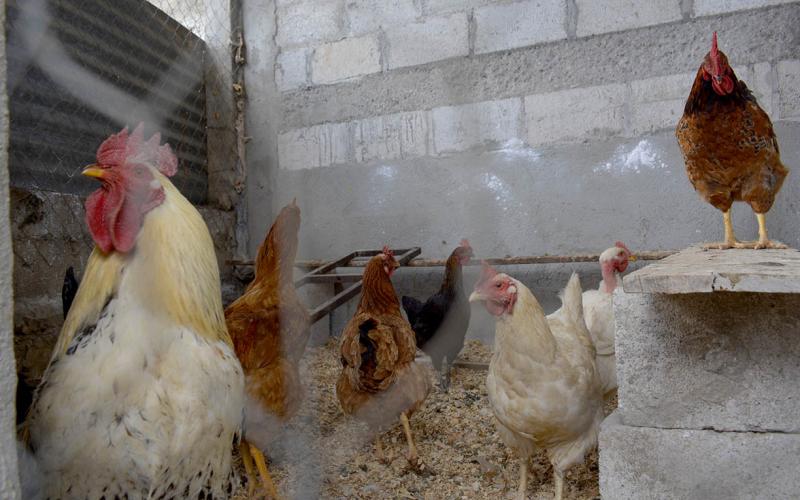 Gallinas de traspatio fortalecen la seguridad alimentaria de las comunidades rurales