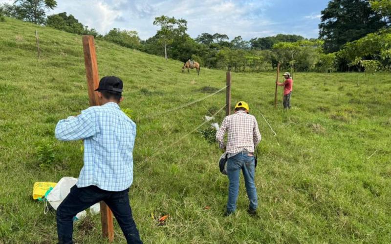 Ganadería sostenible llega a 130 fincas de Petén en 2025