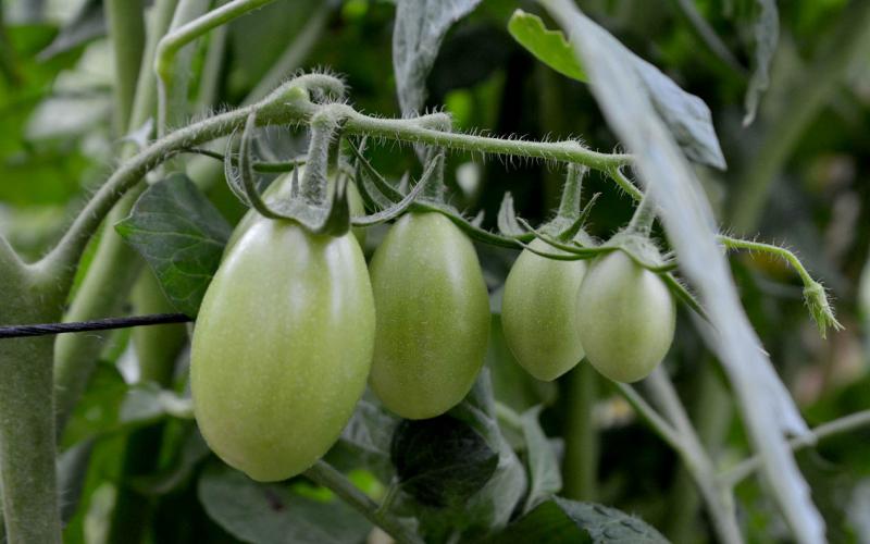 Hortalizas tropicalizadas impulsan la agricultura en los climas cálidos