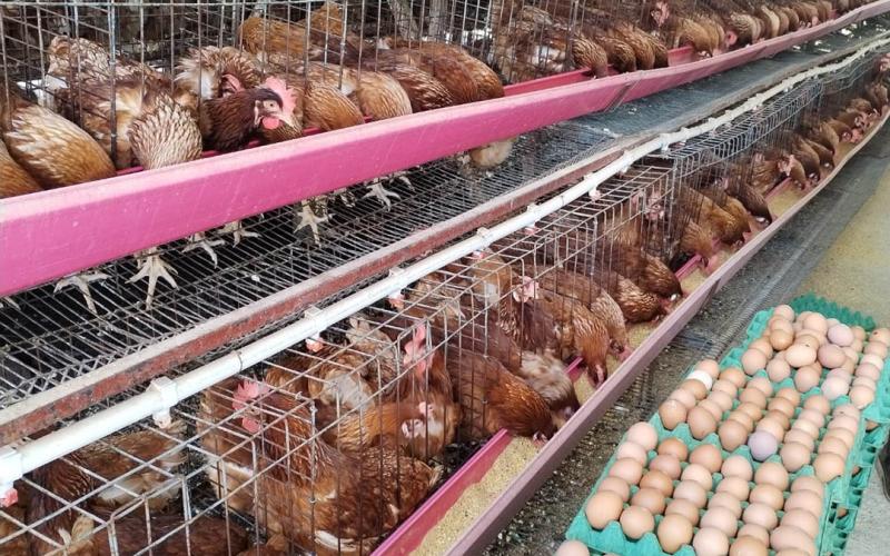 La emisión de 333 licencias para granjas de huevo garantiza la sanidad avícola