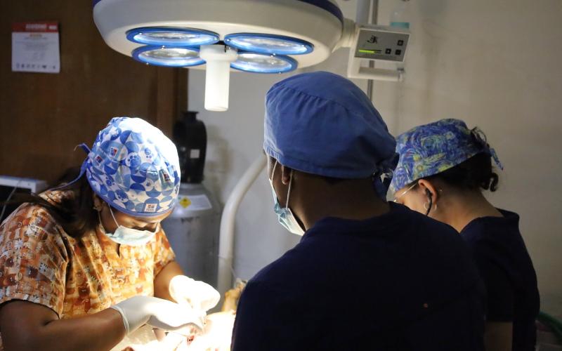 La importancia de la esterilización en mascotas