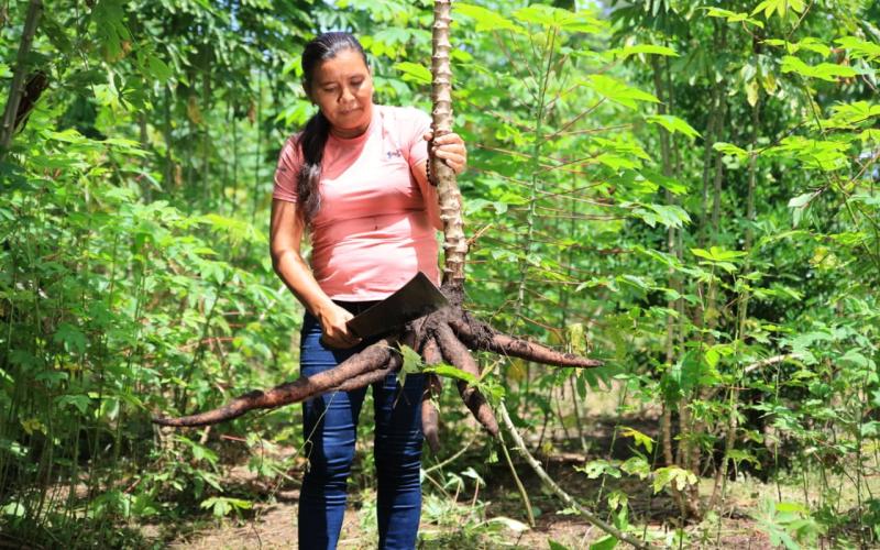 La yuca impulsa la seguridad alimentaria y la economía rural en Guatemala