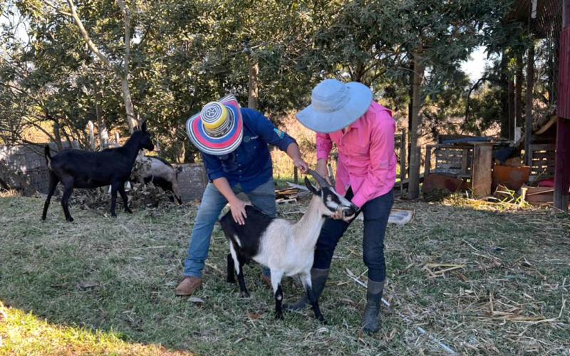 Manejo de cabras fortalece la producción familiar y protege el entorno
