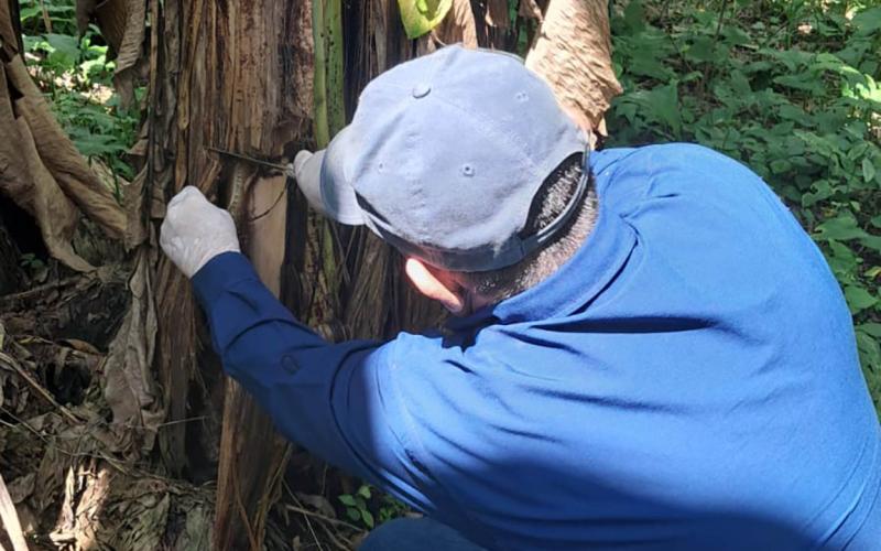 Monitoreos fitosanitarios confirman ausencia de Fusarium en el país
