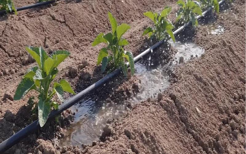 Persisten bajas temperaturas por frente frío 