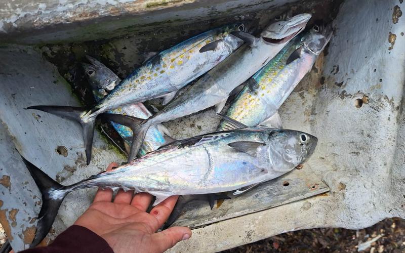 Realizan inspecciones y control pesquero en Izabal