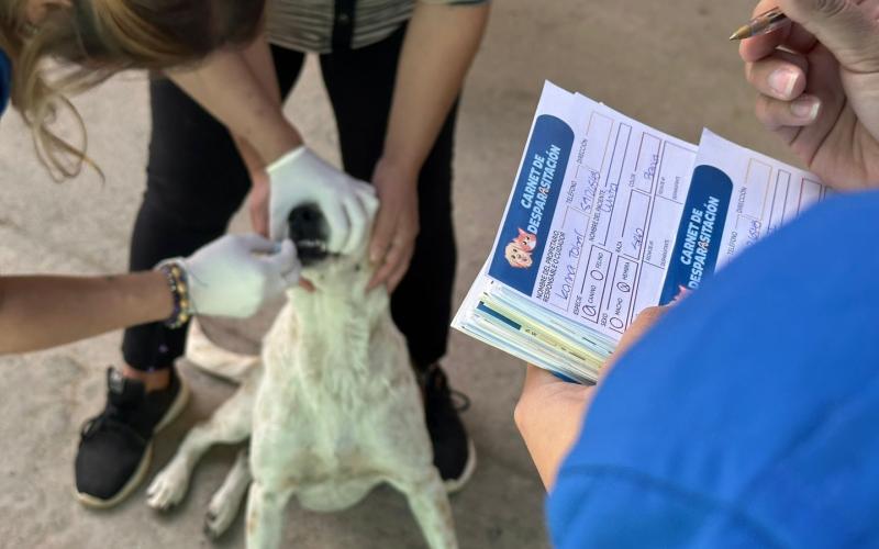 Realizan jornada de vacunación y desparasitación en San Raymundo