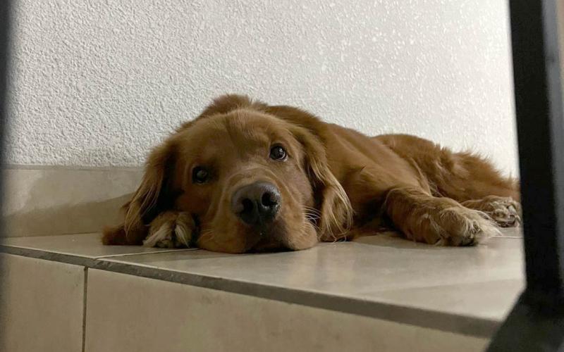 Recomendaciones para cuidar a las mascotas en épocas de frío