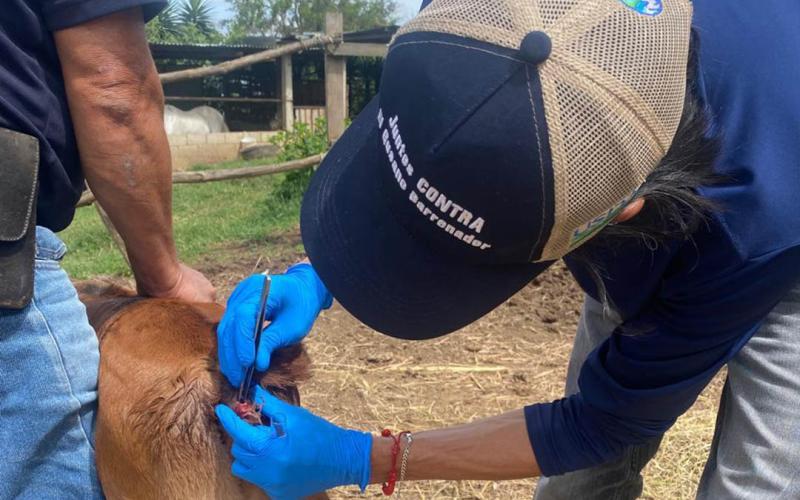 Refuerzan vigilancia focalizada para contener el Gusano Barrenador