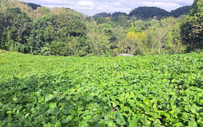 Supervisan proyecto de semilla de frijol en Santa Ana, Petén