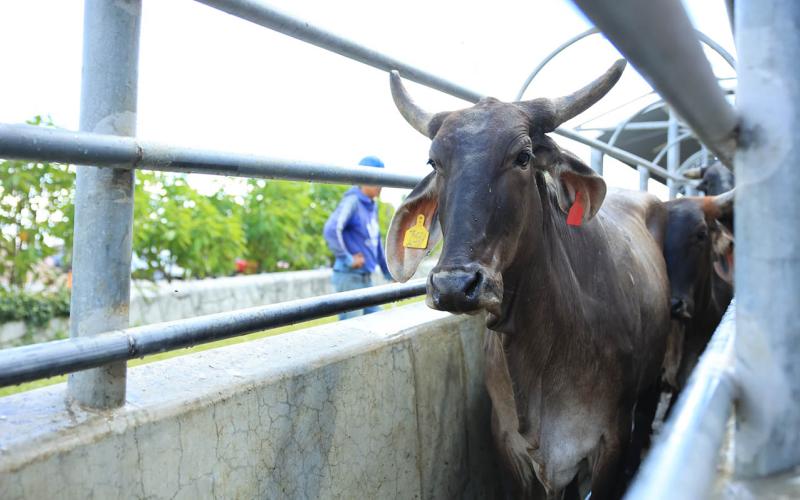 Trazabilidad de alimentos: la clave para garantizar seguridad, salud y acceso a mercados