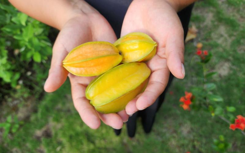 Un frutal con alto potencial productivo y comercial en Guatemala