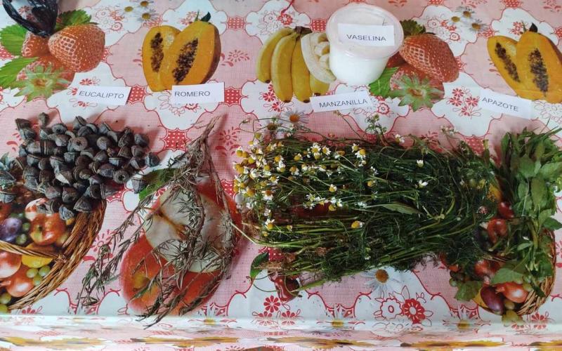 Plantas medicinales: legado que fortalece la identidad cultural