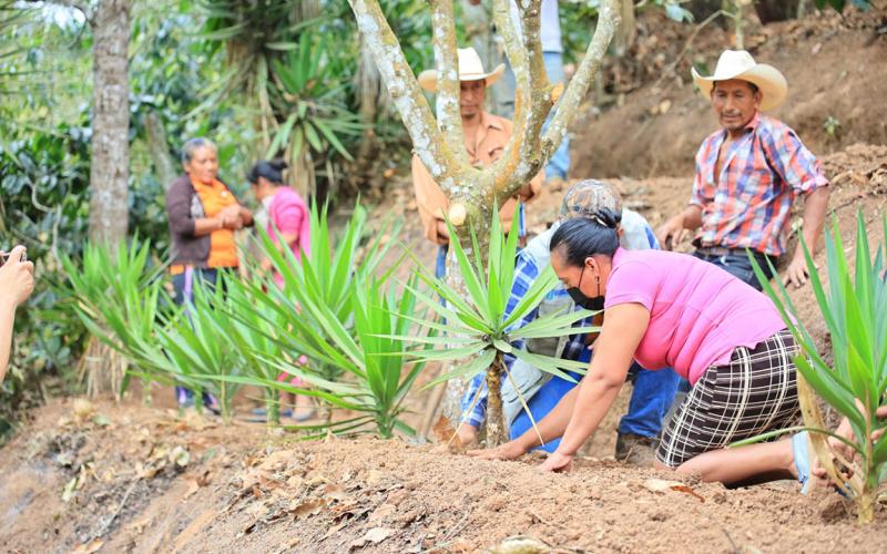 Barreras rompevientos y macrotúneles: claves para proteger cultivos del frío y viento 