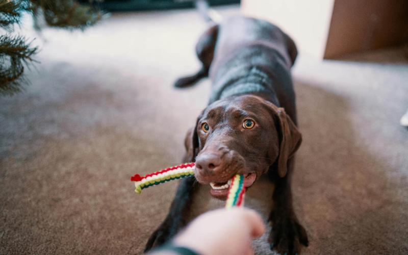 Tenencia responsable: un compromiso con el bienestar animal