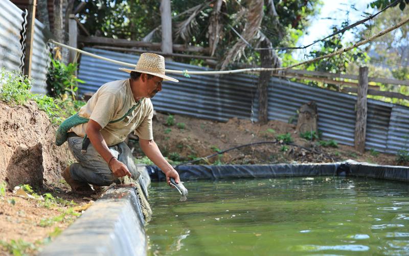 Tilapia: cultivo de peces que gana terreno