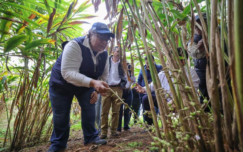 Cardamomo: cultivo que late en el corazón de Alta Verapaz