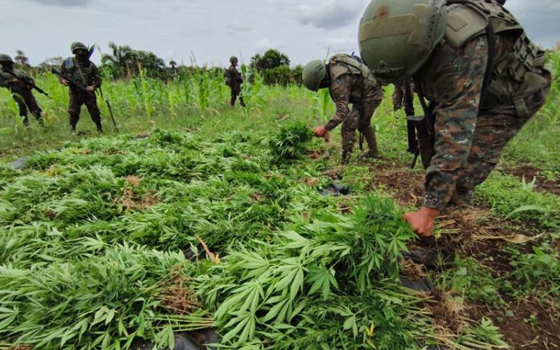 Ejército de Guatemala erradicó más de 1 millón de matas de marihuana en Petén.