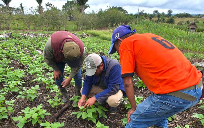Activan asistencia técnica tras detectar pulgón en huertos familiares