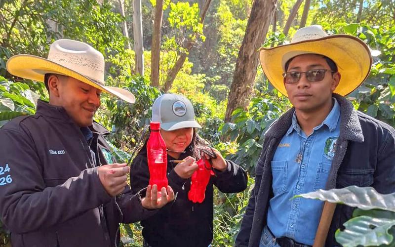 Aplican métodos sostenibles para el control de la broca del café