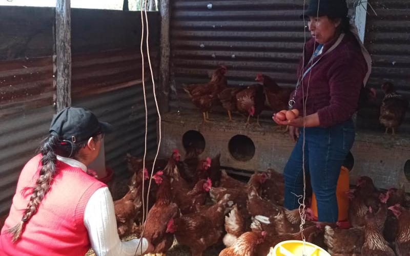 Asesoría técnica impulsa la producción de huevos en San Marcos