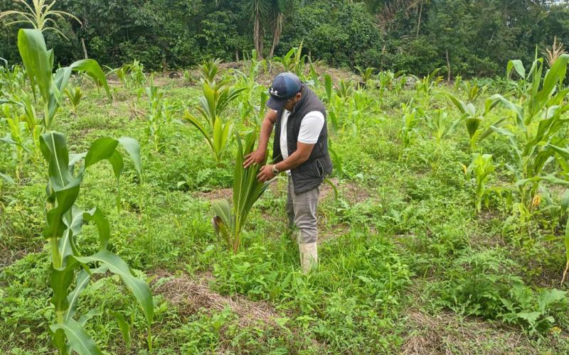 Brindan asistencia técnica al cultivo de coco en Melchor de Mencos
