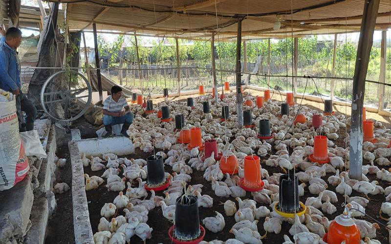Brindan recomendaciones para reducir humedad y prevenir enfermedades en pollos