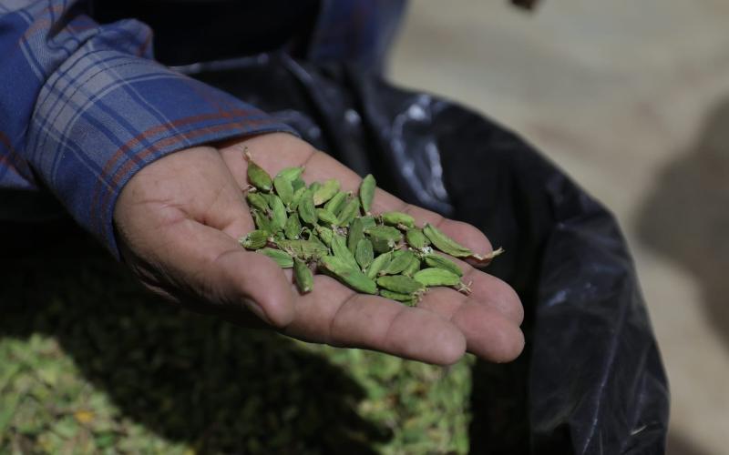 Cardamomo, cultivo clave para la economía y la salud en Guatemala