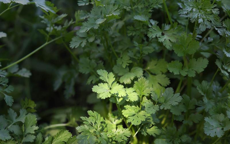 Cilantro un cultivo que dinamiza mercados