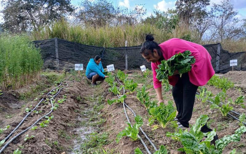 Cosechan acelga y fomentan alimentación saludable en Baja Verapaz