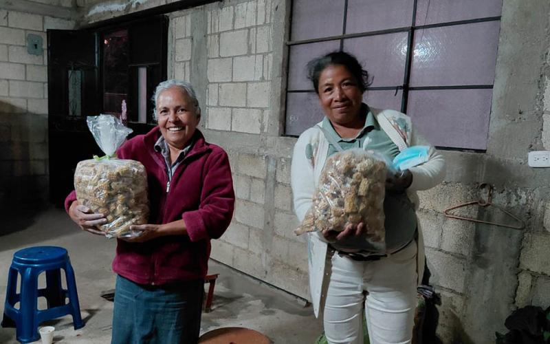 Cultivo de hongo ostra un motor económico para la comunidad