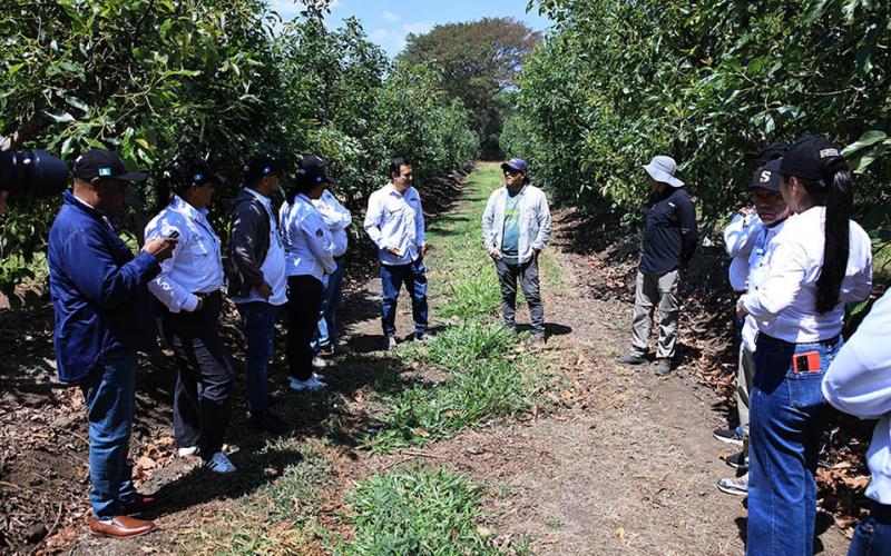 Delegación regional verifica controles sanitarios en planta de aguacate