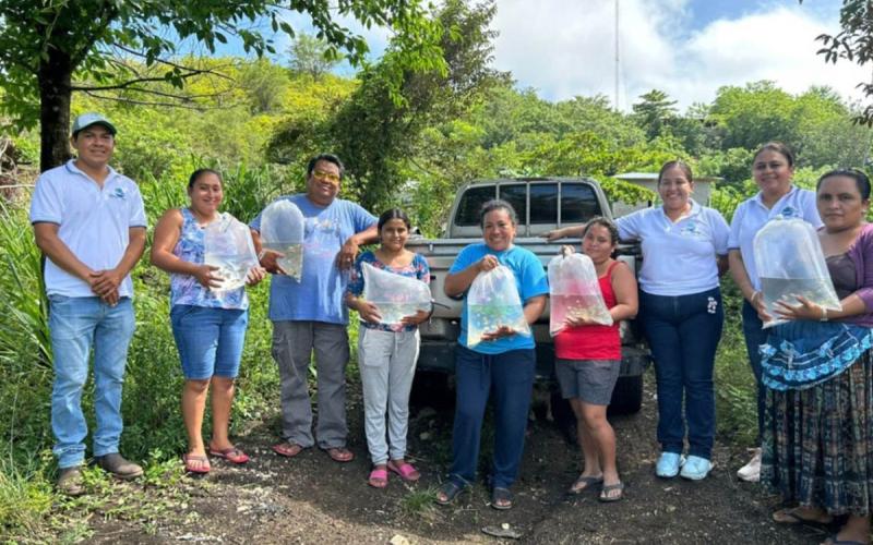Distribuidos más de 240 mil alevines de tilapia en 14 municipios de Petén