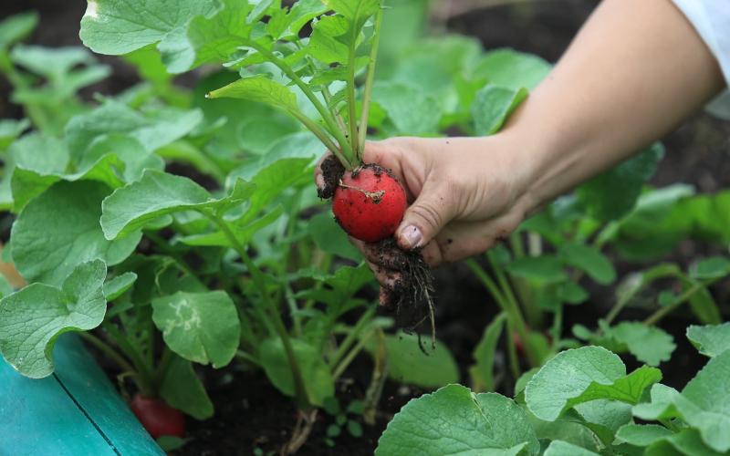 EI cultivo de hortalizas fortalece la seguridad alimentaria en el país